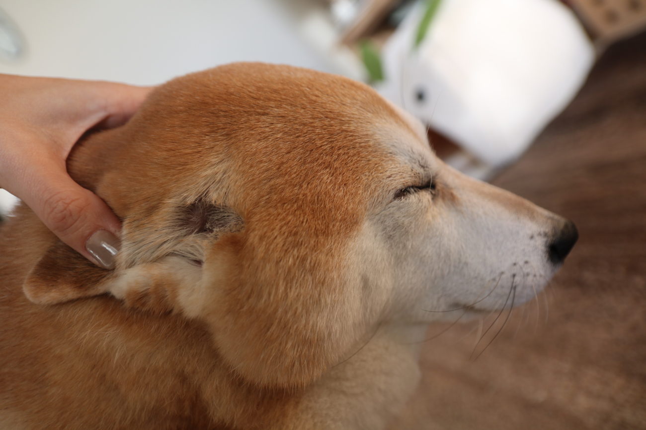 柴犬,緑内障,うにはろ