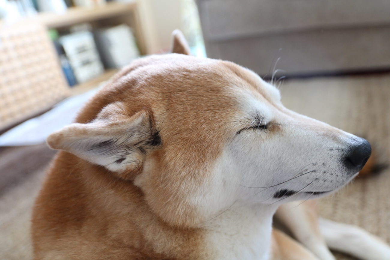 柴犬,緑内障,うにはろ