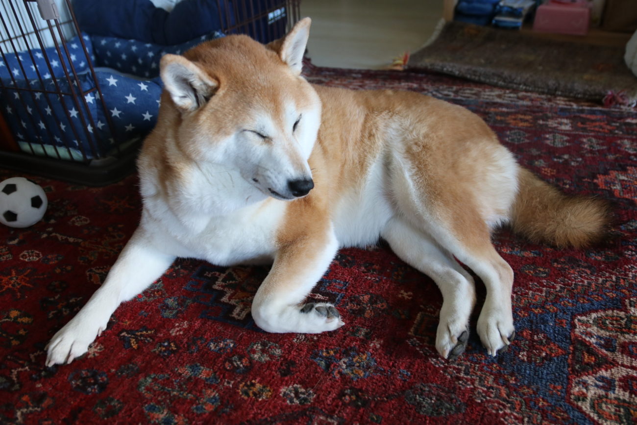 柴犬,緑内障,うにはろ