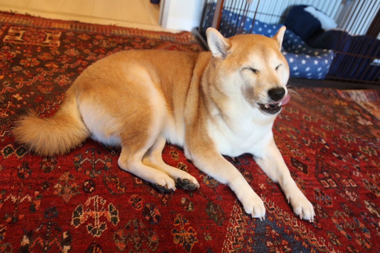 柴犬,緑内障,うにはろ