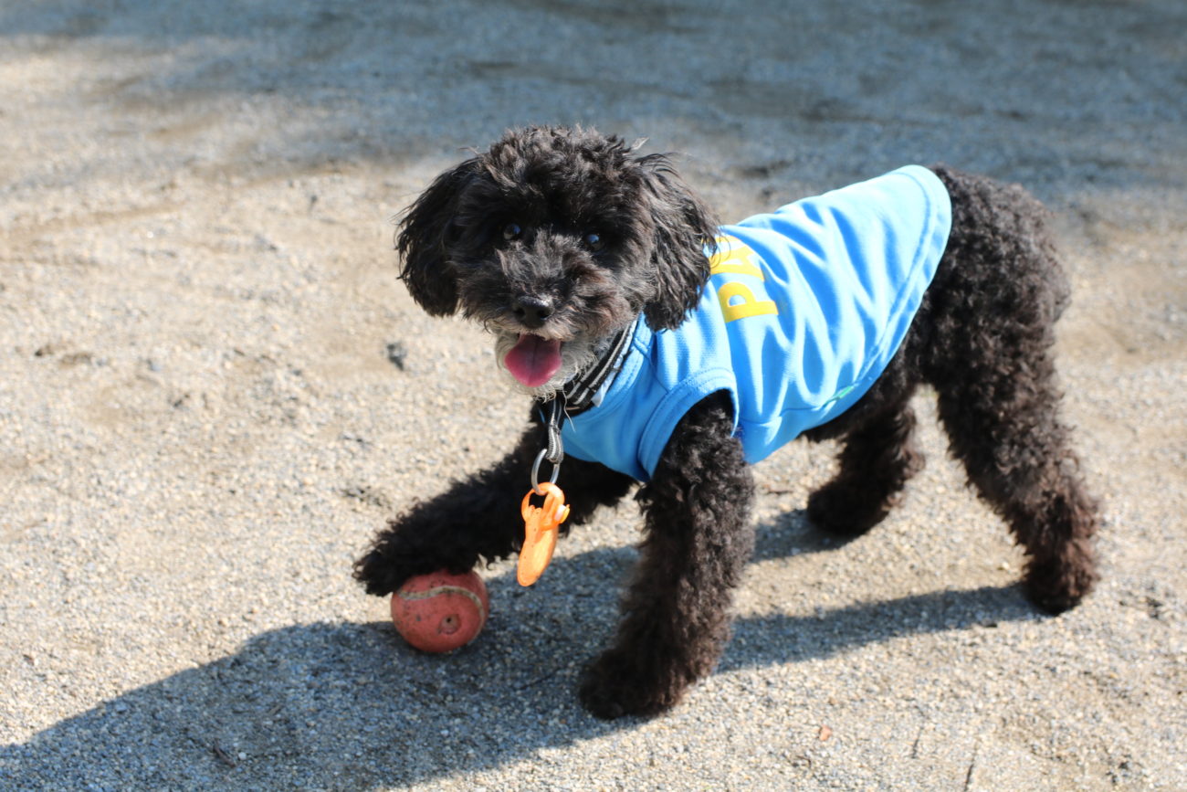 柴犬,緑内障,うにはろ
