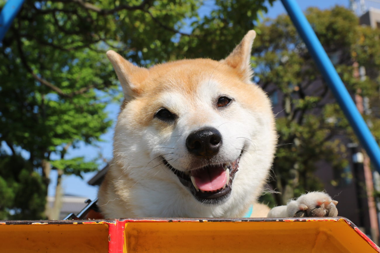 柴犬,緑内障,うにはろ