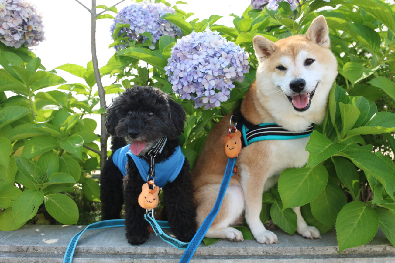 柴犬,緑内障,うにはろ