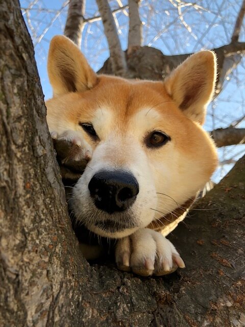 柴犬,緑内障,うにはろ