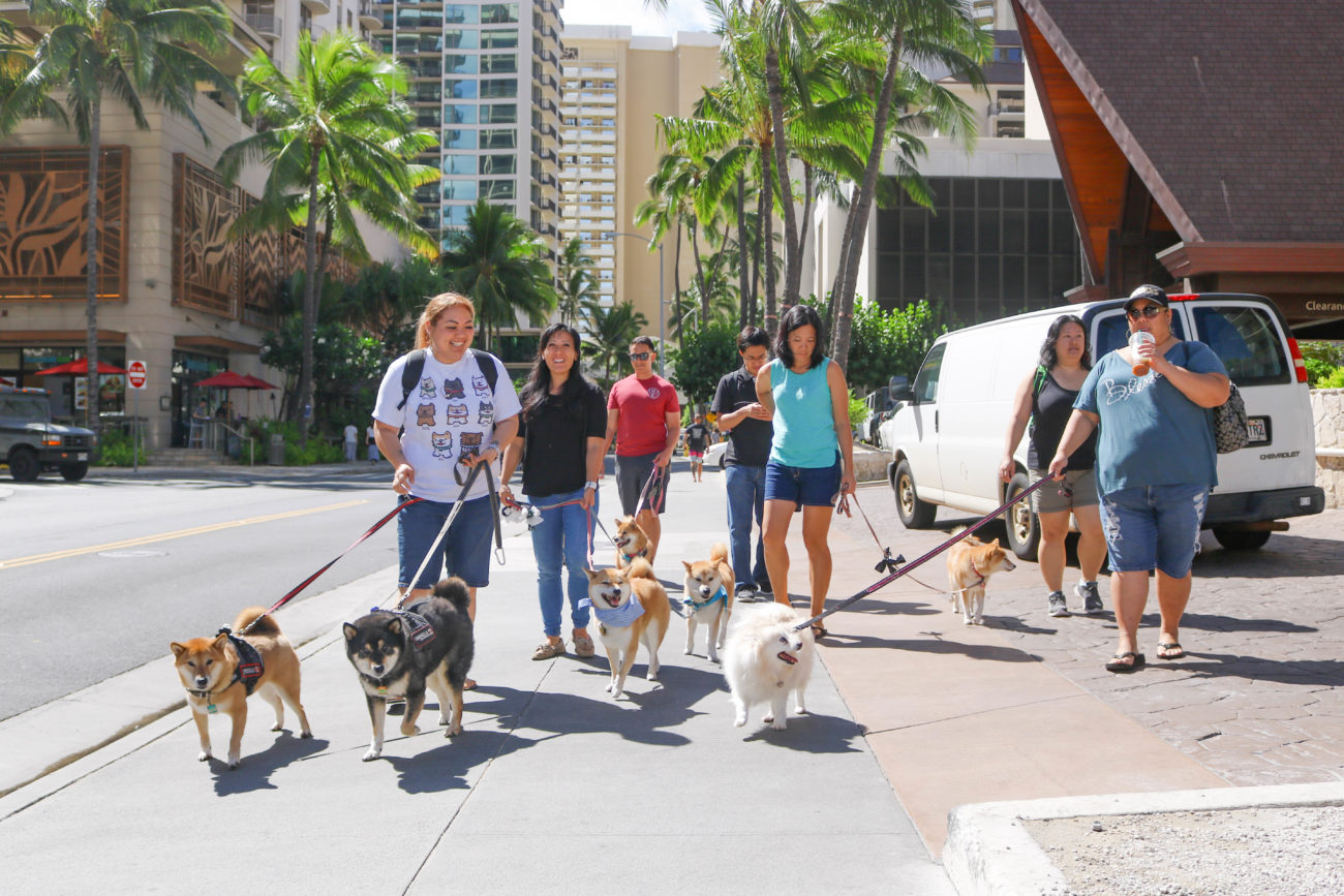 柴犬ハワイ