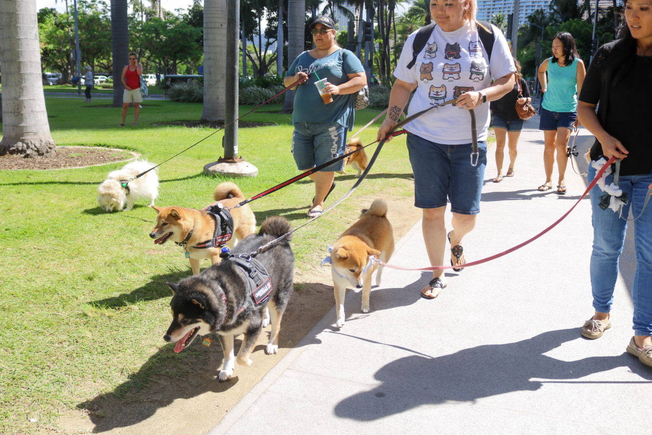 柴犬ハワイ