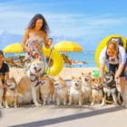 【取材】ハワイの柴犬に会ってきました！10頭が集結！