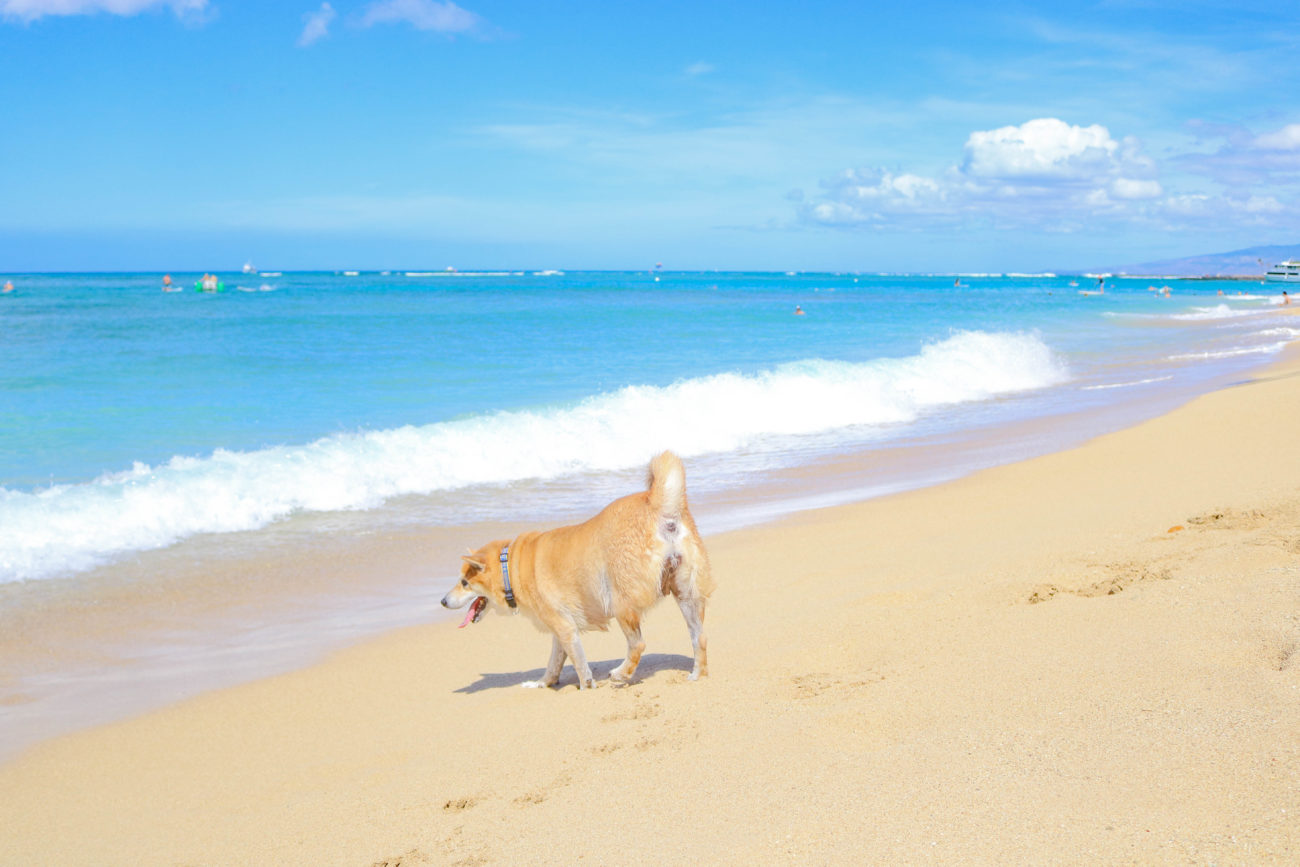 柴犬ハワイ