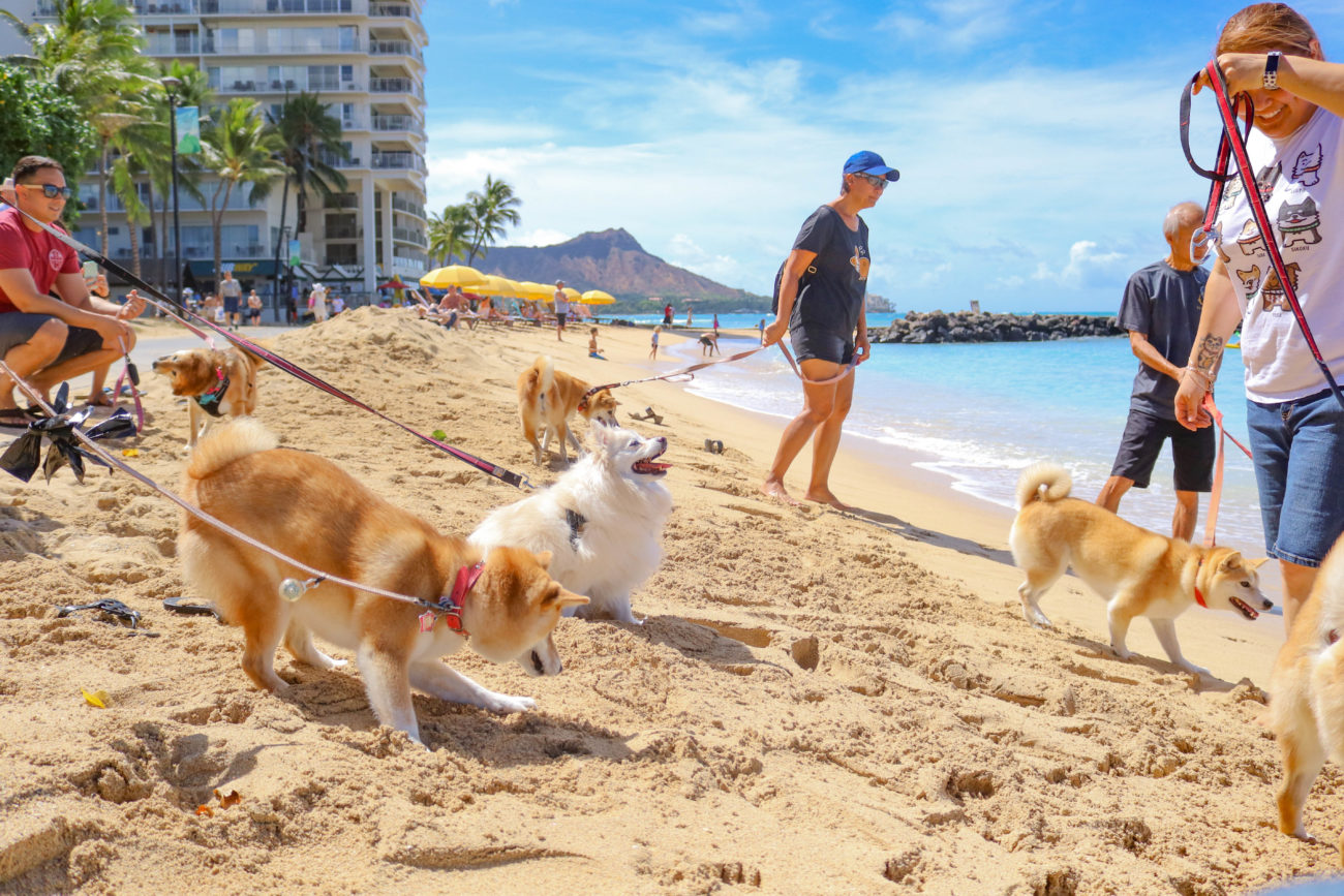 柴犬ハワイ