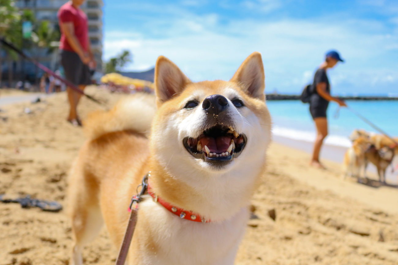 柴犬ハワイ