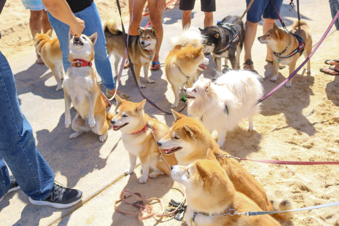 柴犬ハワイ