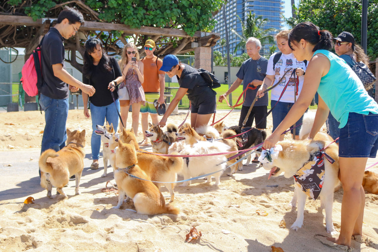 柴犬ハワイ