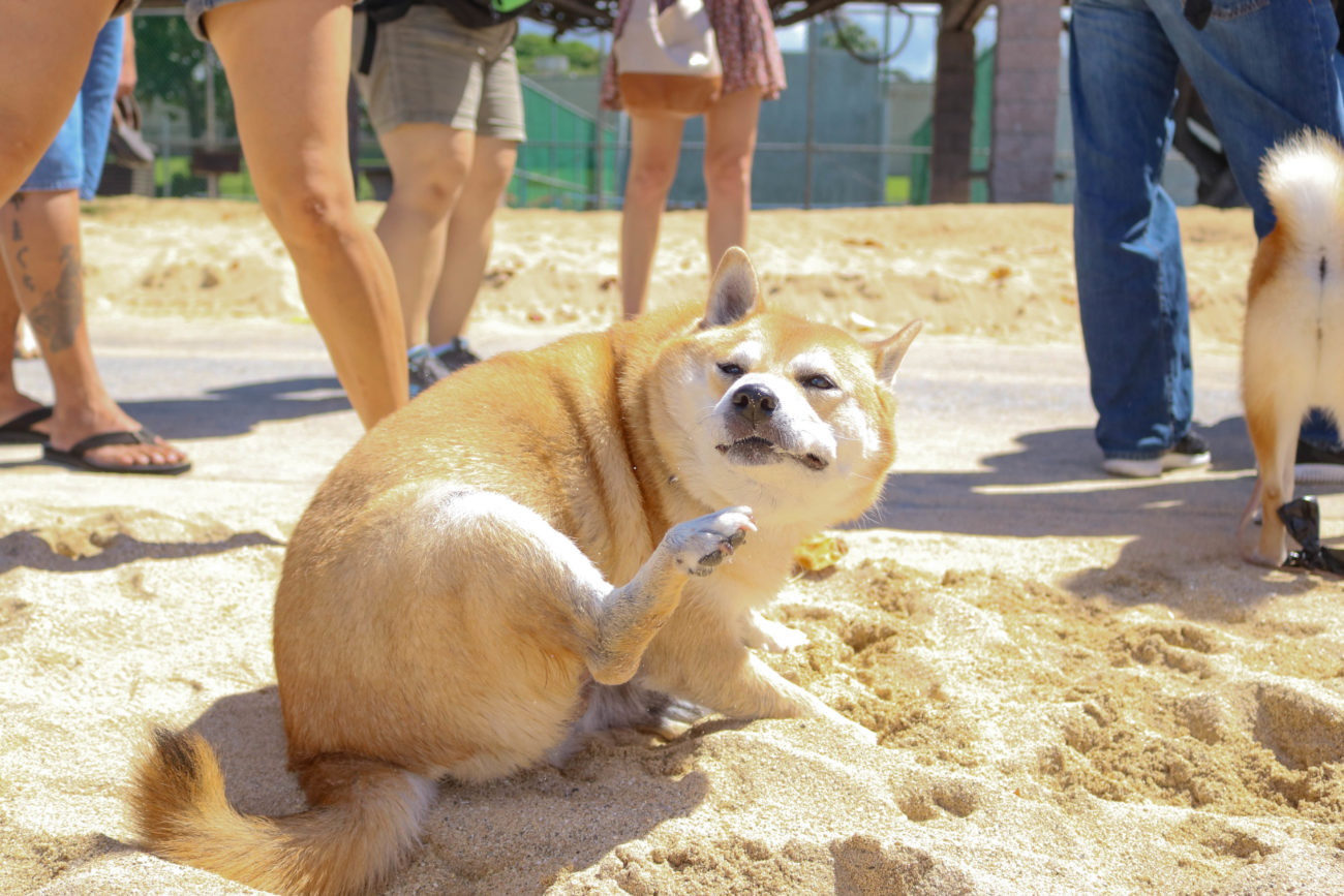 柴犬ハワイ