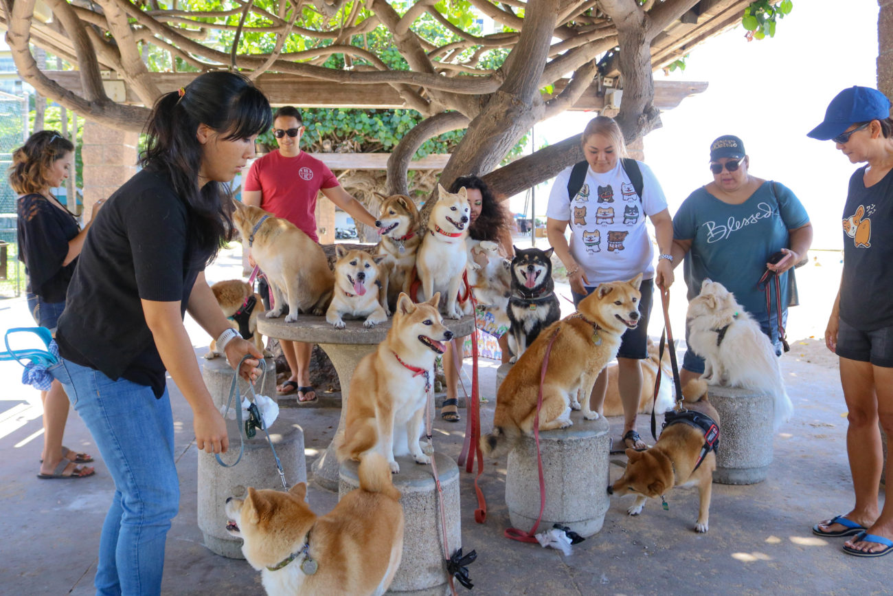 柴犬ハワイ