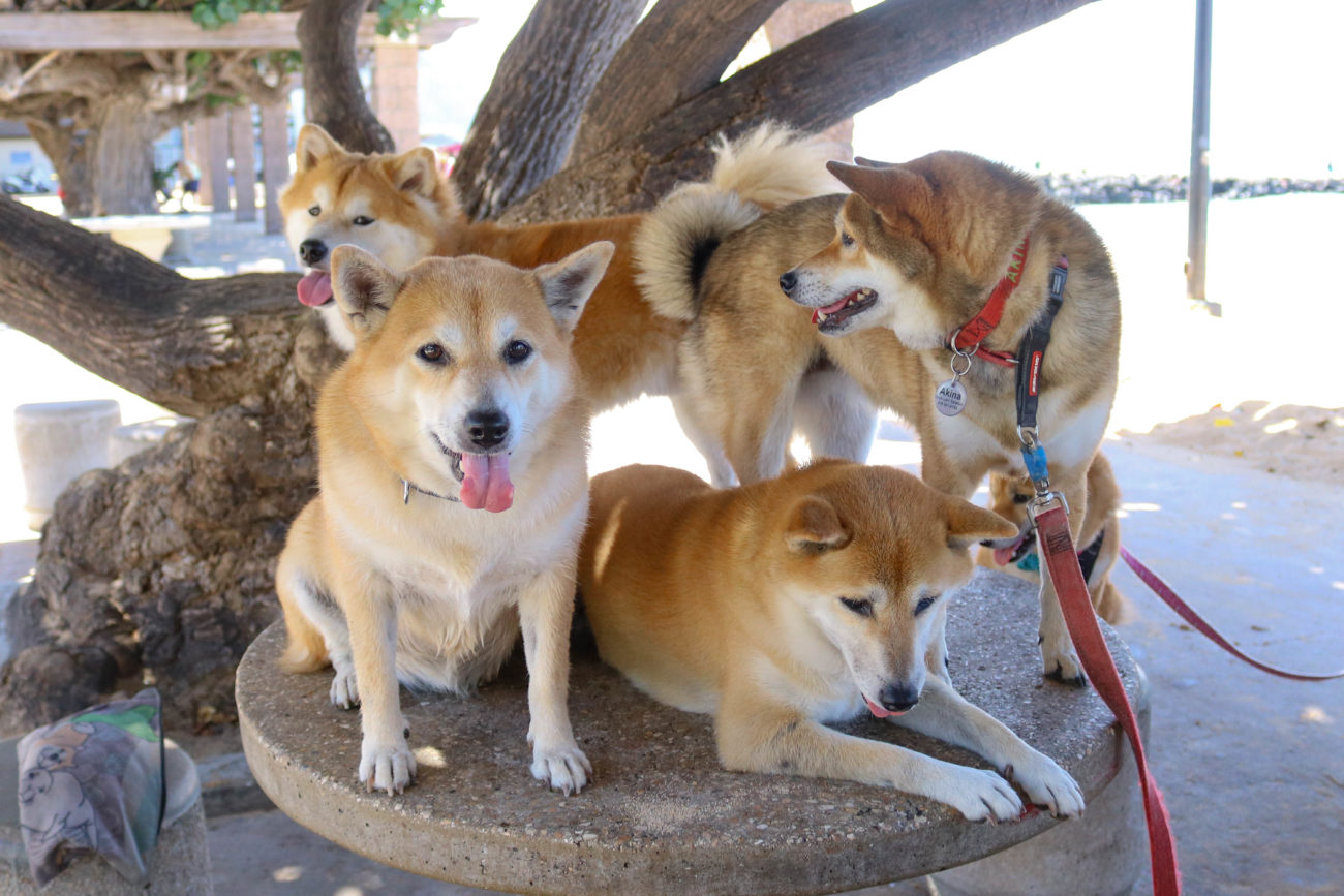 柴犬ハワイ