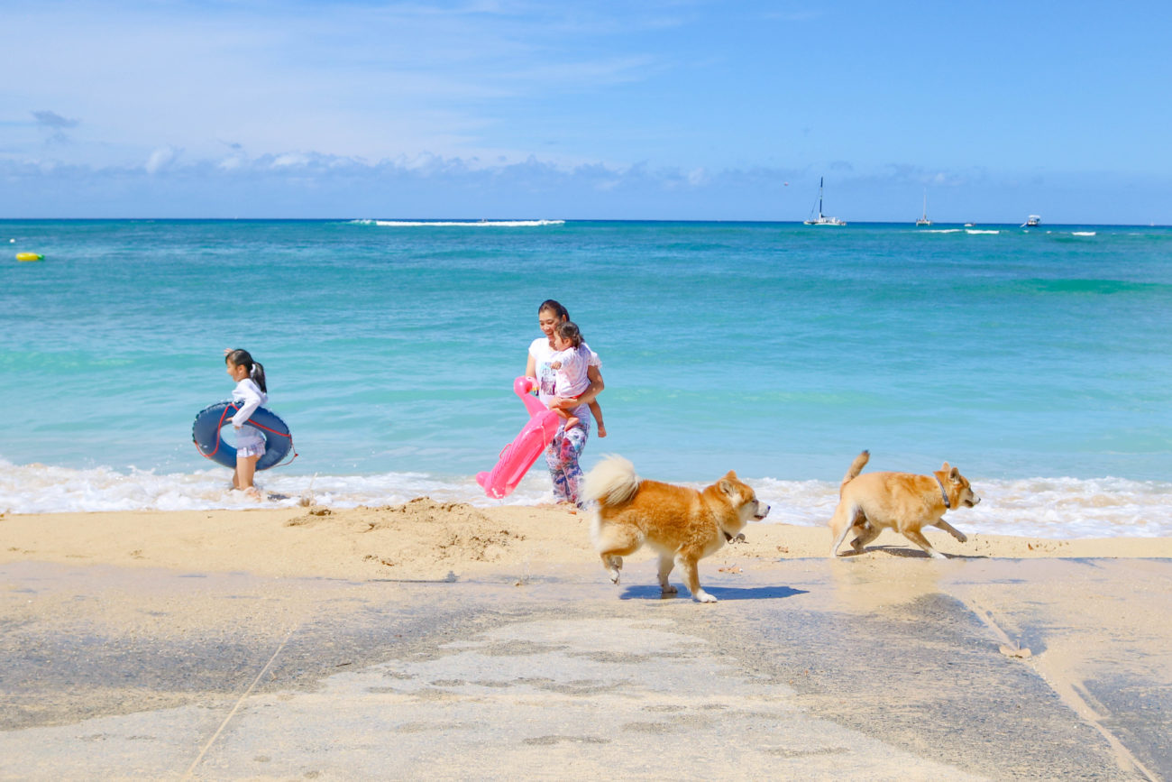 柴犬ハワイ