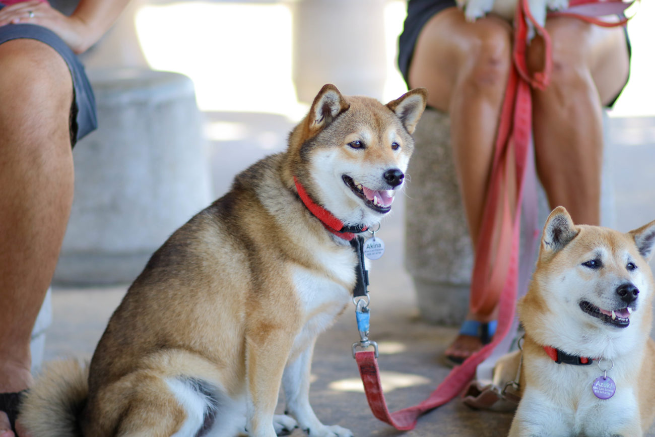 柴犬ハワイ