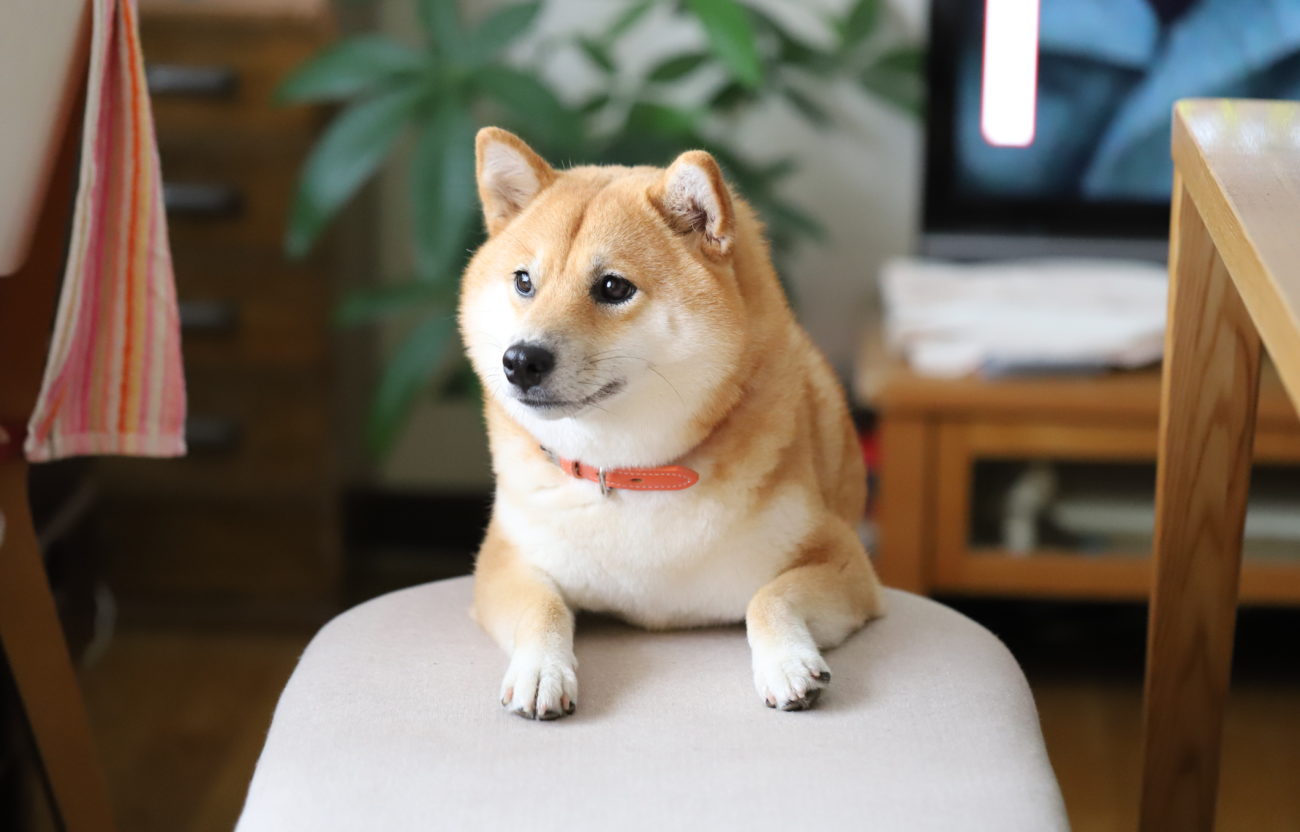 柴犬って毛色の名前まで渋くてサイコー〜赤・黒・白・胡麻〜 | 柴犬