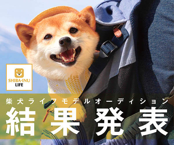 柴犬モデル