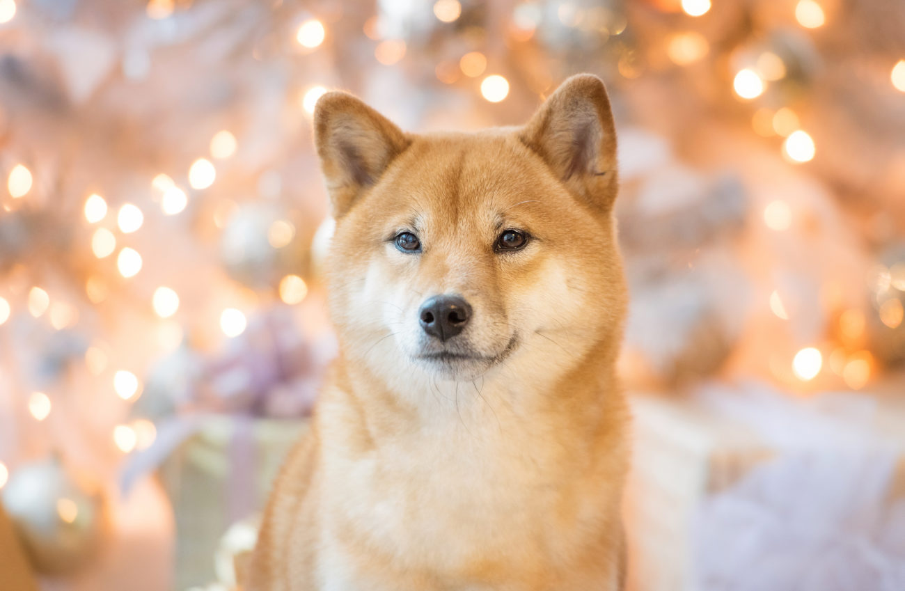 田舎でスローな柴犬ライフ！囲炉裏にかまくら、手作りジャーキー