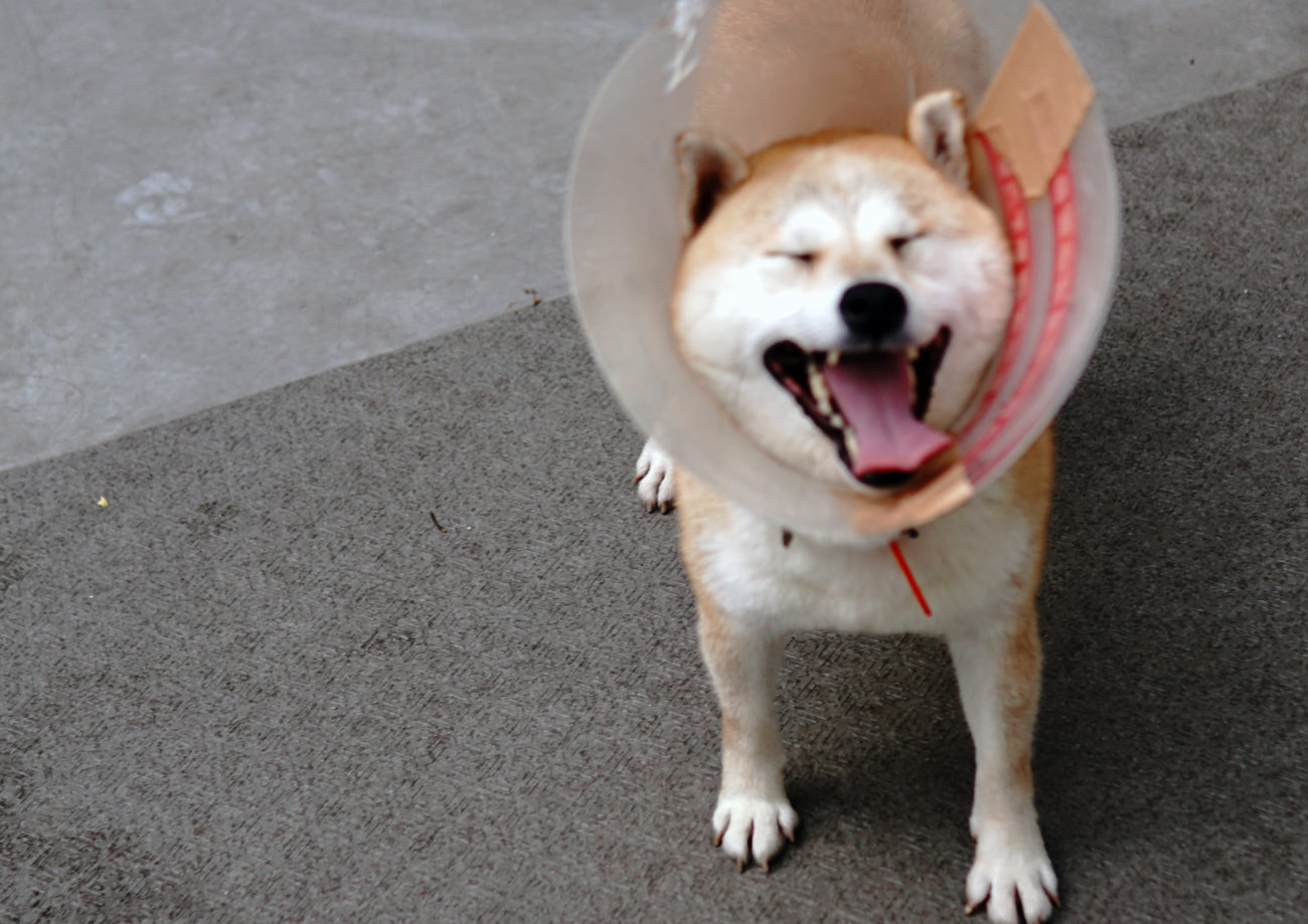 柴犬,里親,保護犬