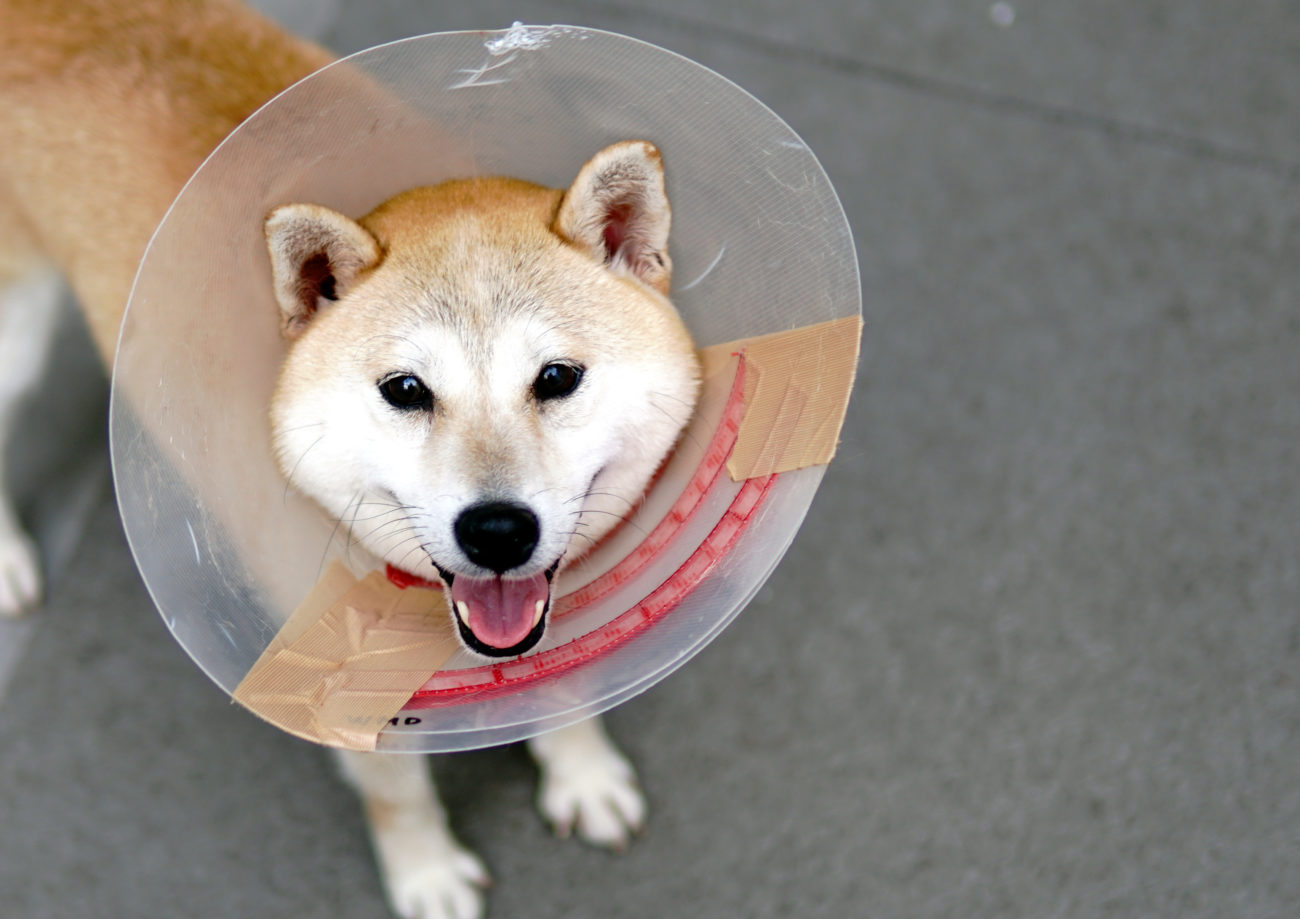 柴犬,里親,保護犬