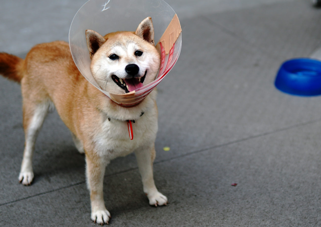 柴犬,里親,保護犬