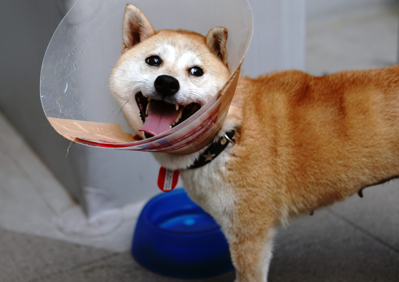 柴犬,里親,保護犬