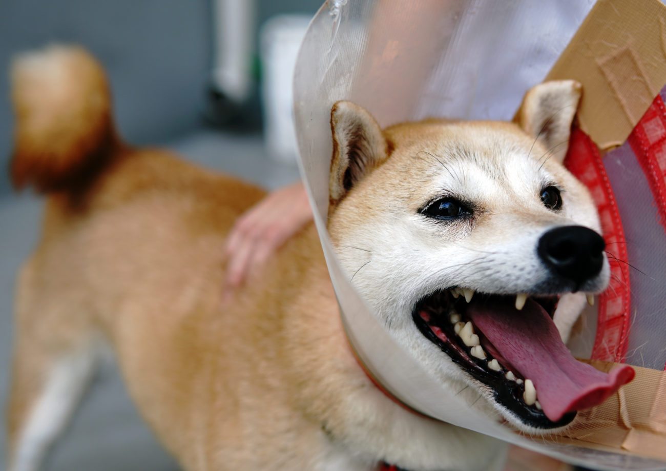 柴犬,里親,保護犬