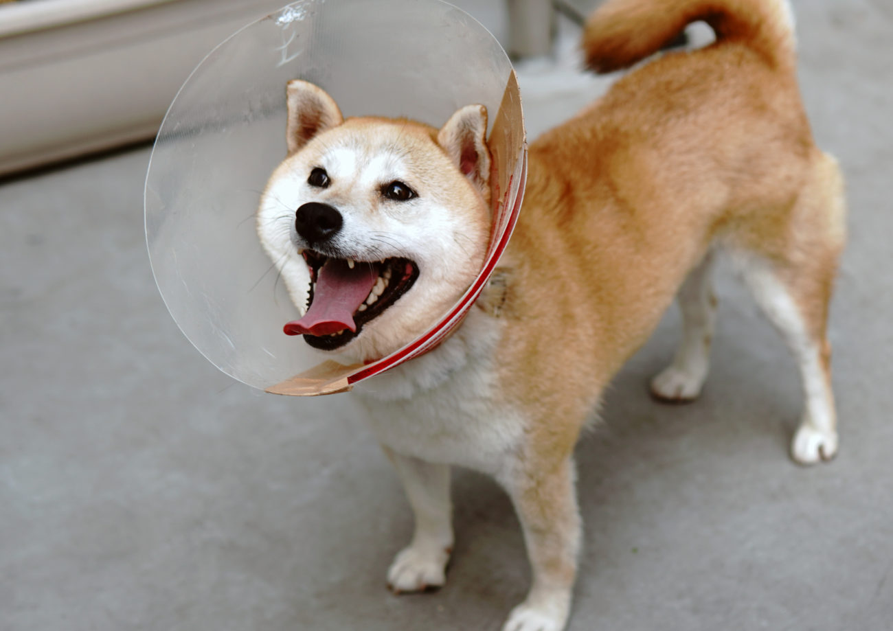 柴犬,里親,保護犬