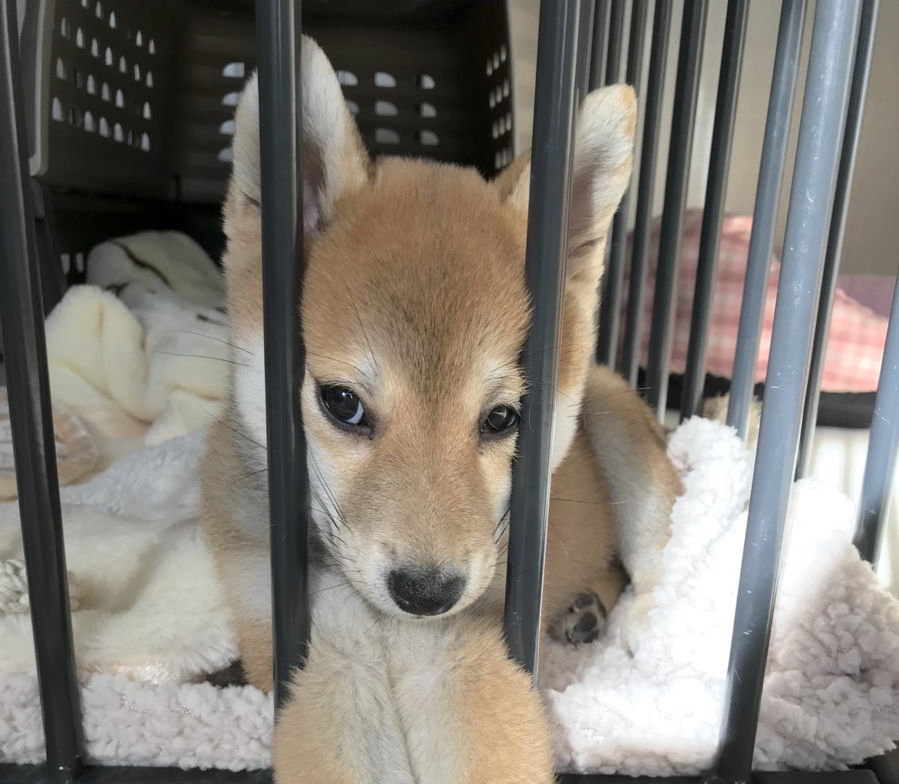 柴犬挟まる