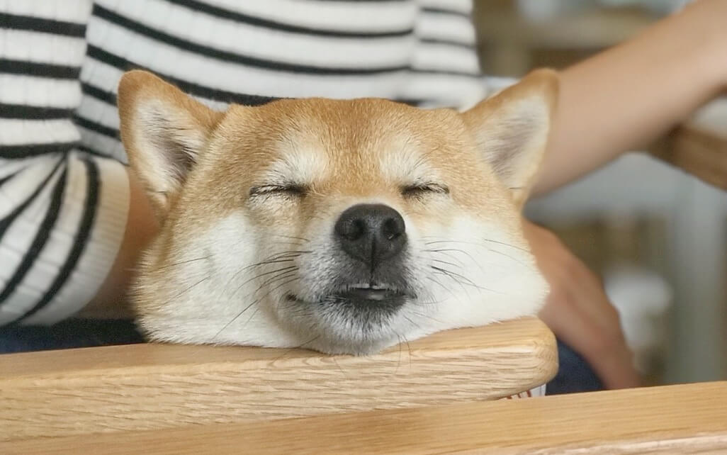 柴犬寝る
