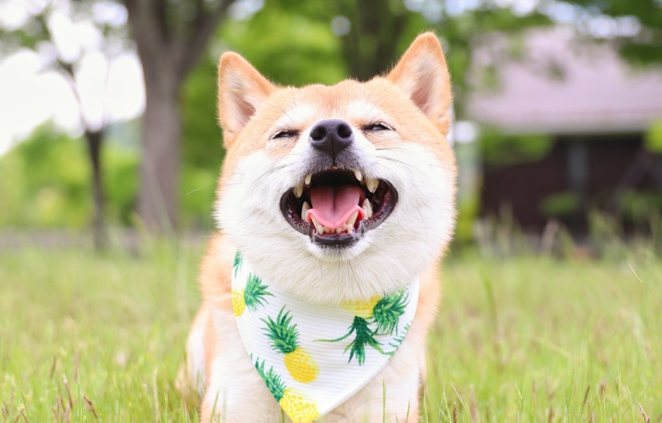 柴犬キーボード