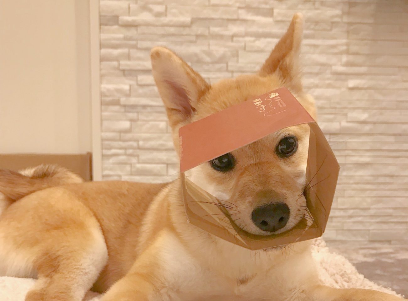 柴犬ひとり遊び