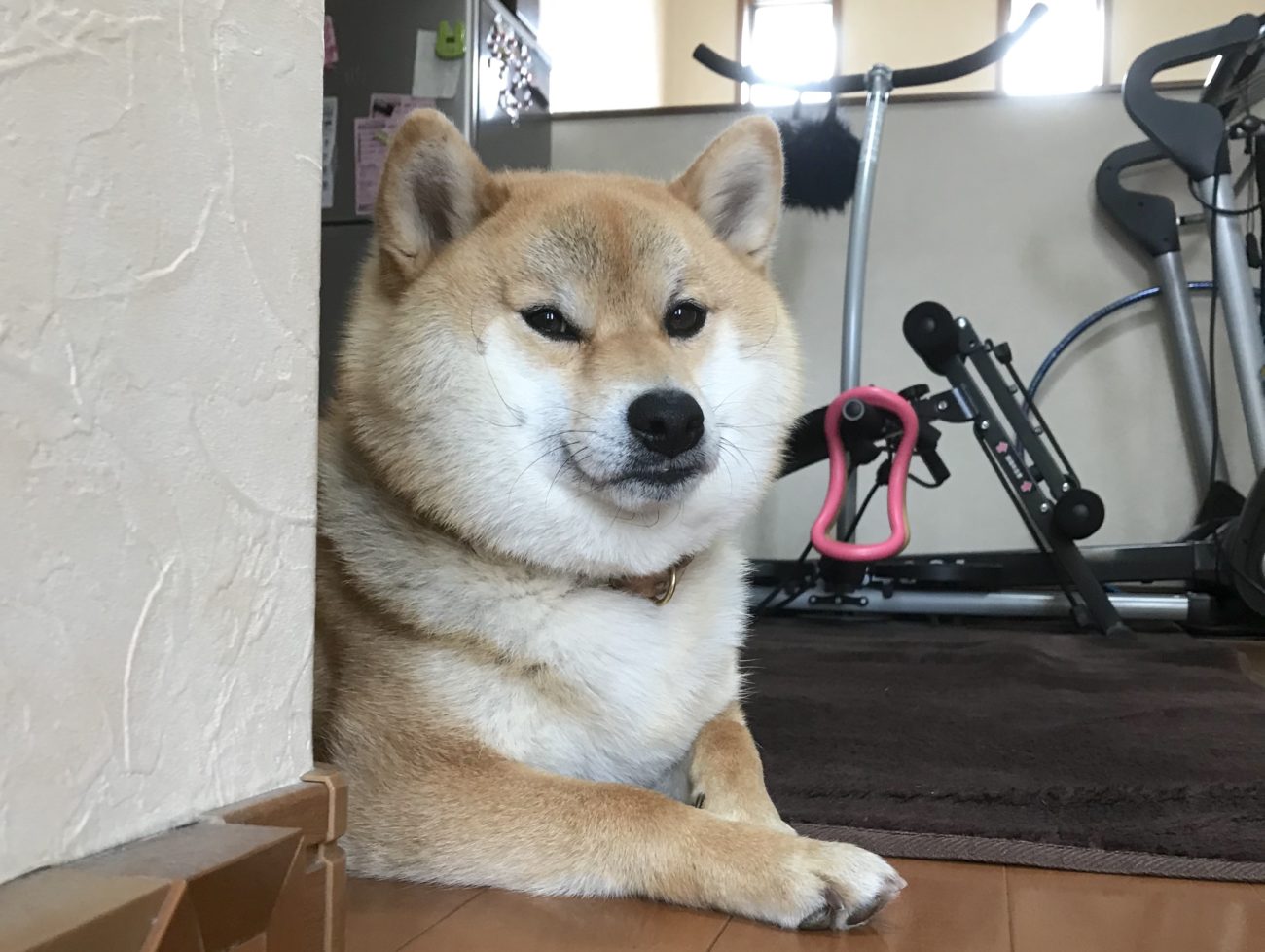 柴犬ひょっこり