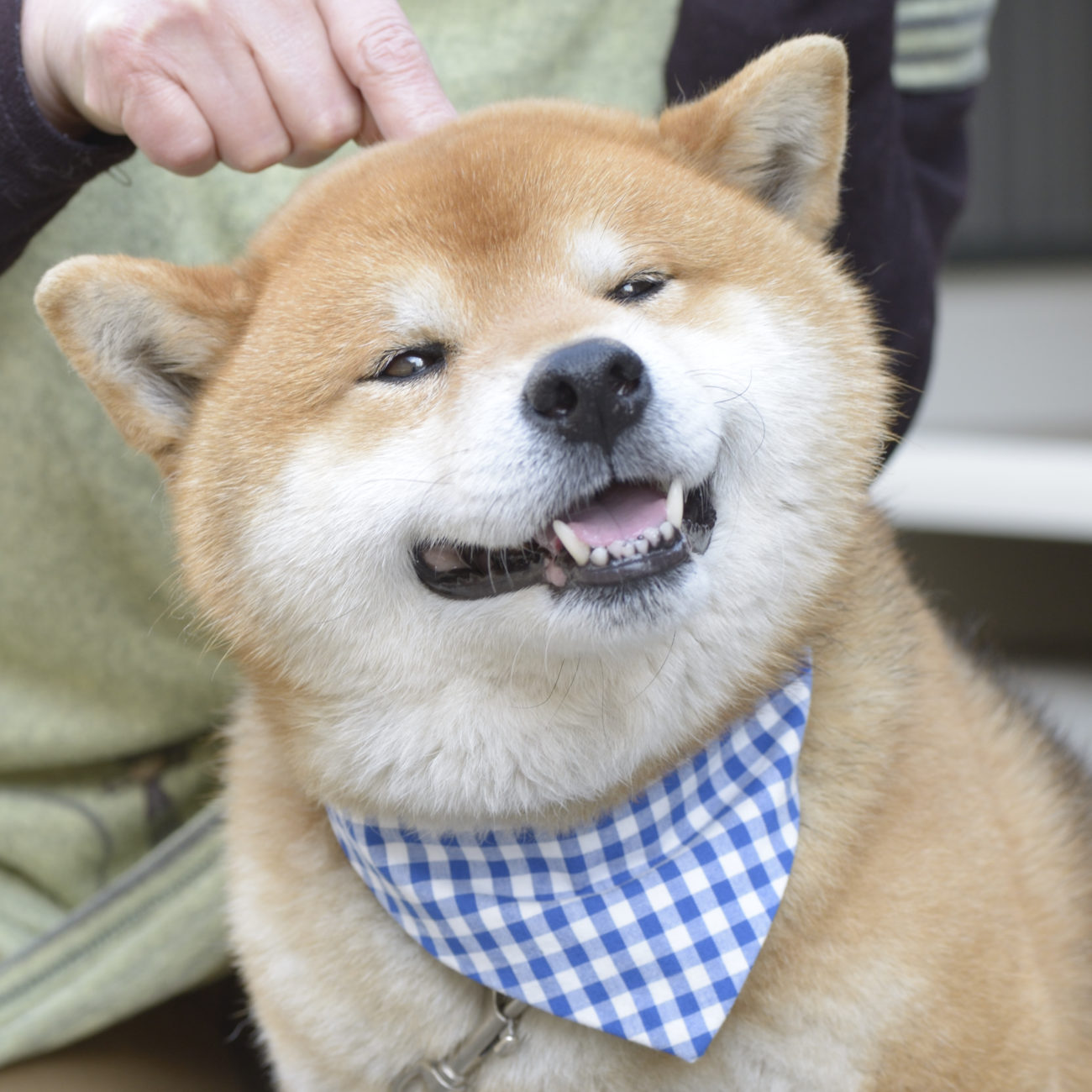 柴犬,旅行