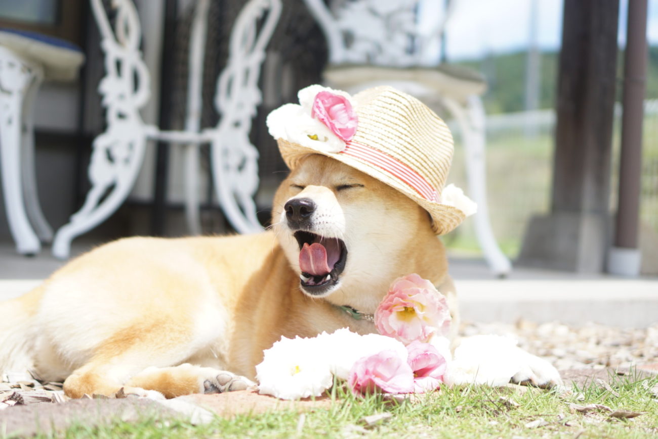 柴犬かぶりもの