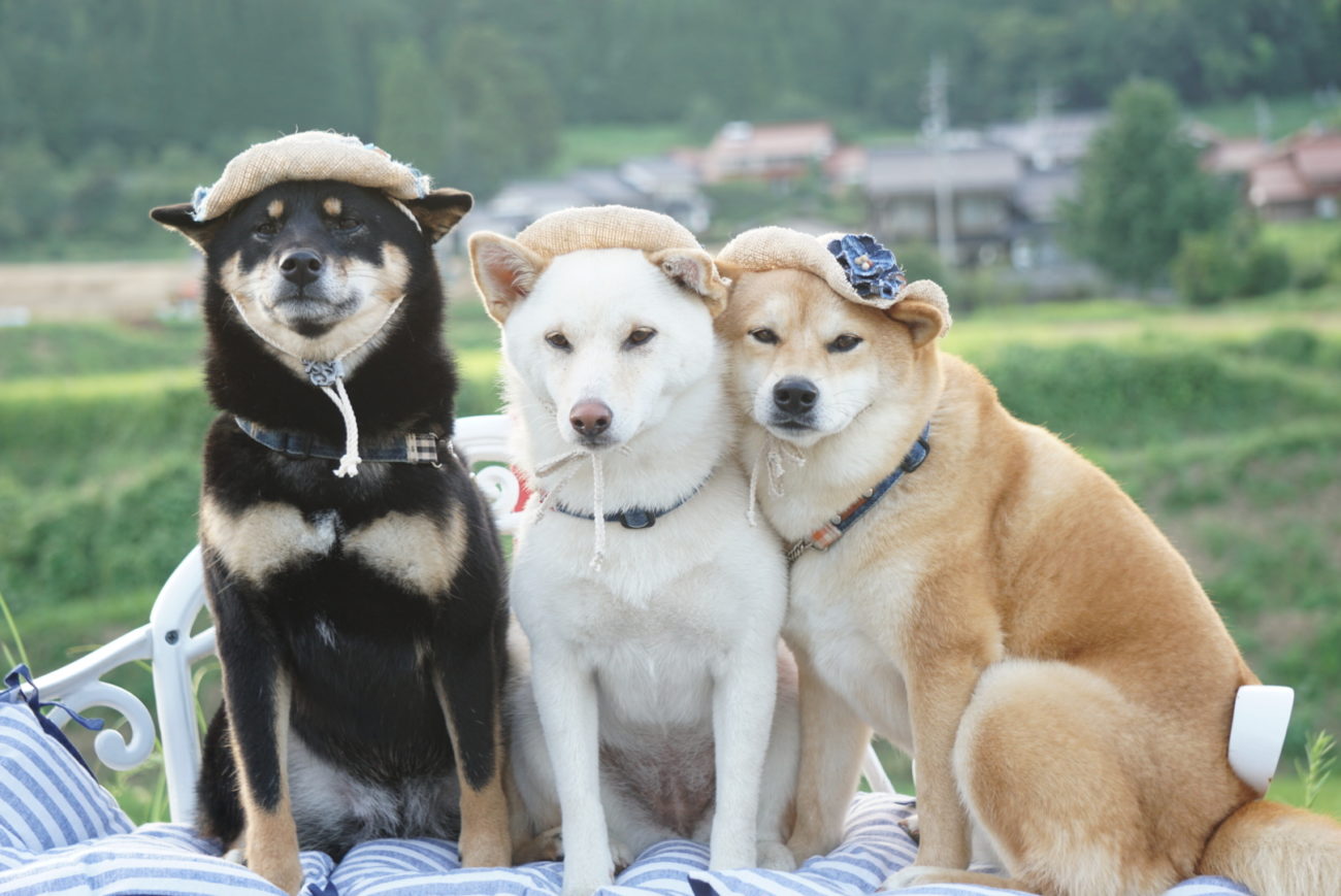 柴犬ファッション