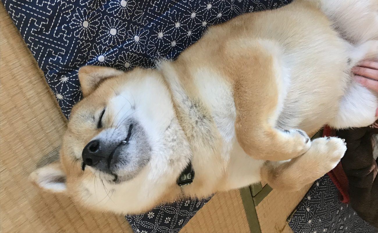 柴犬の寝相