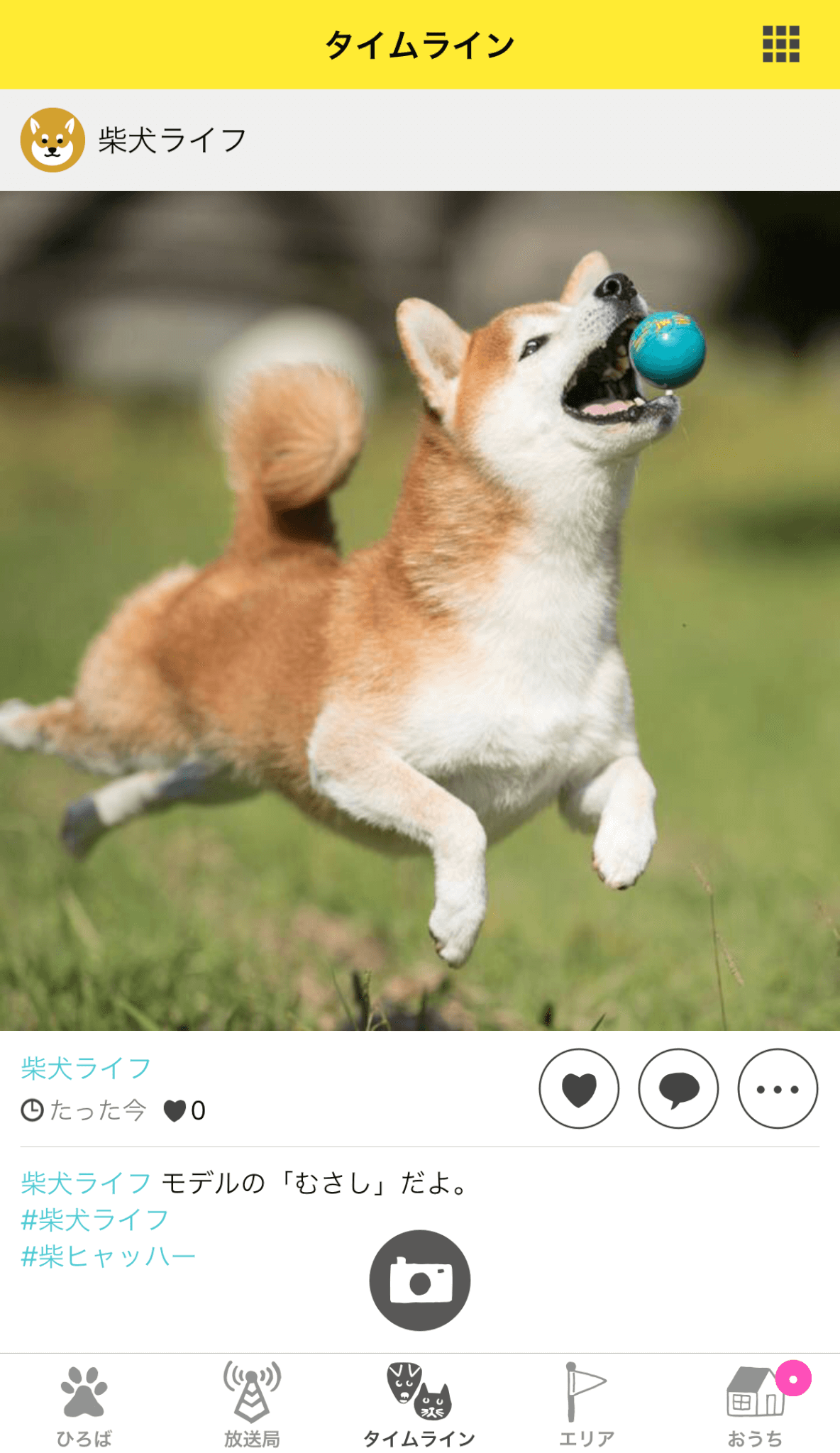 ドコノコ柴犬祭り