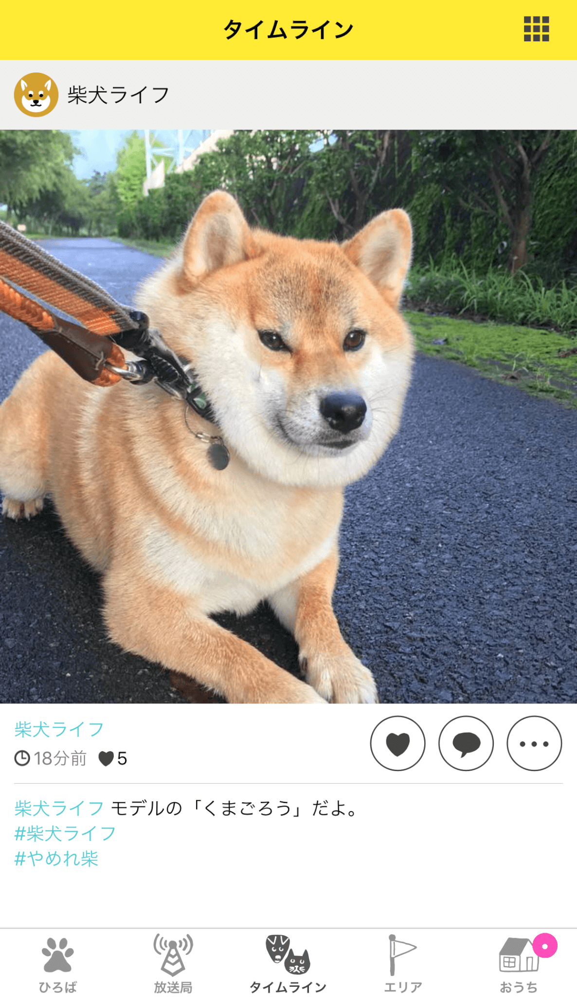 ドコノコ柴犬祭り