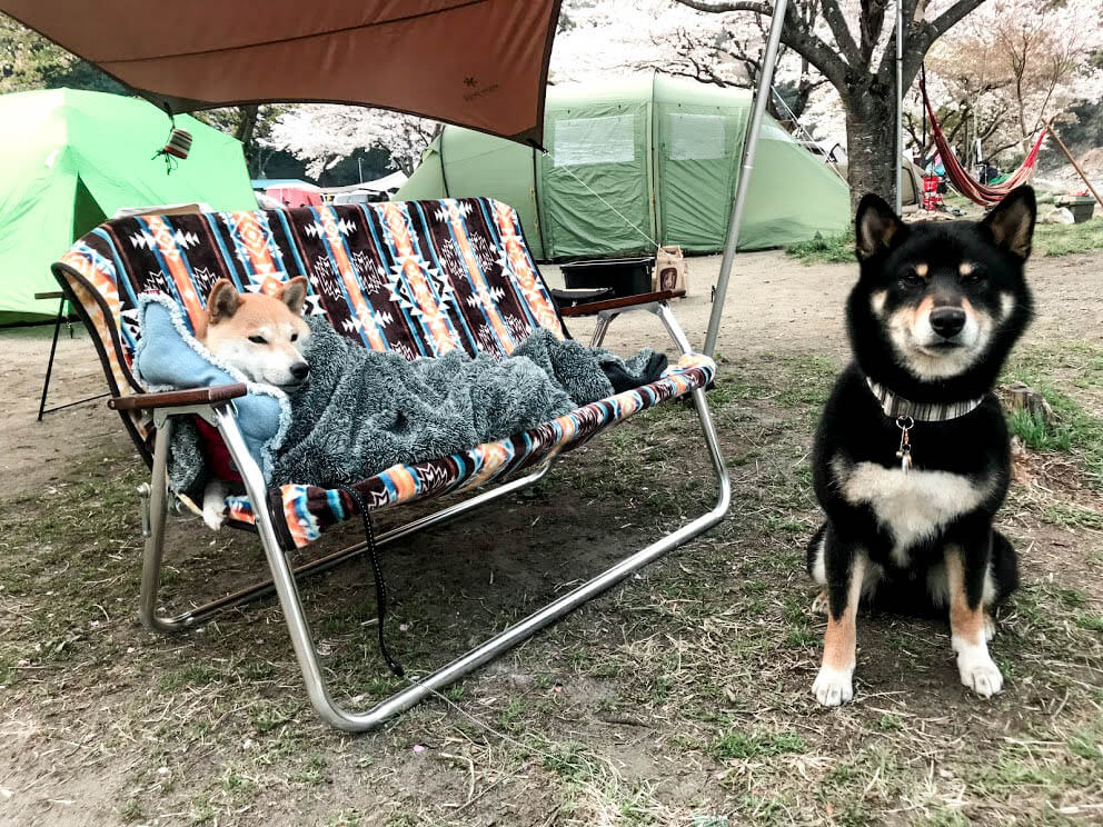 柴犬キャンプ