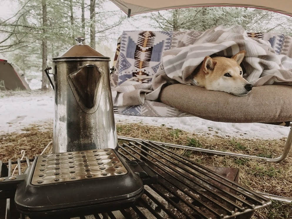 柴犬キャンプ