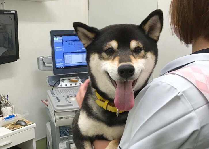 柴犬病院