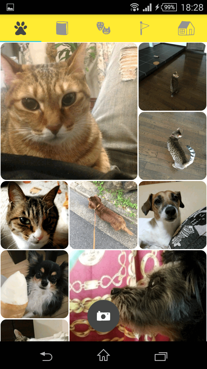 ドコノコ柴犬祭り