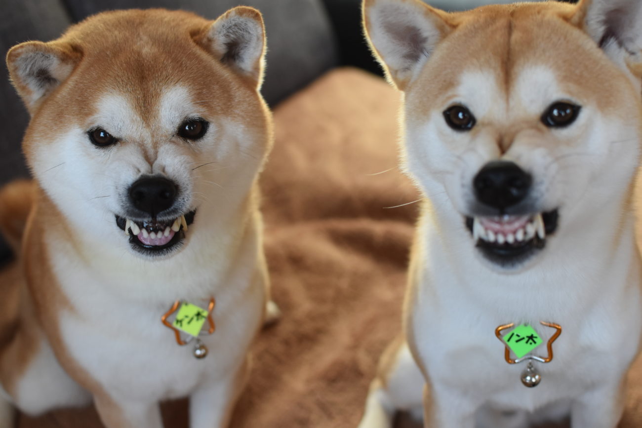 柴犬の嫉妬