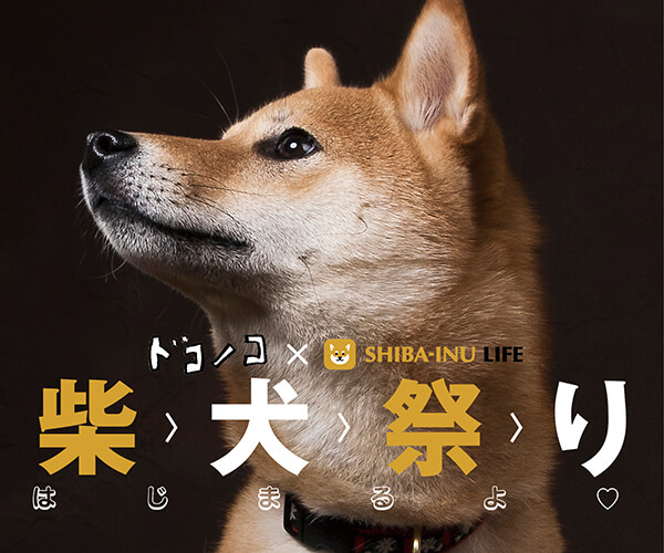 柴犬祭り