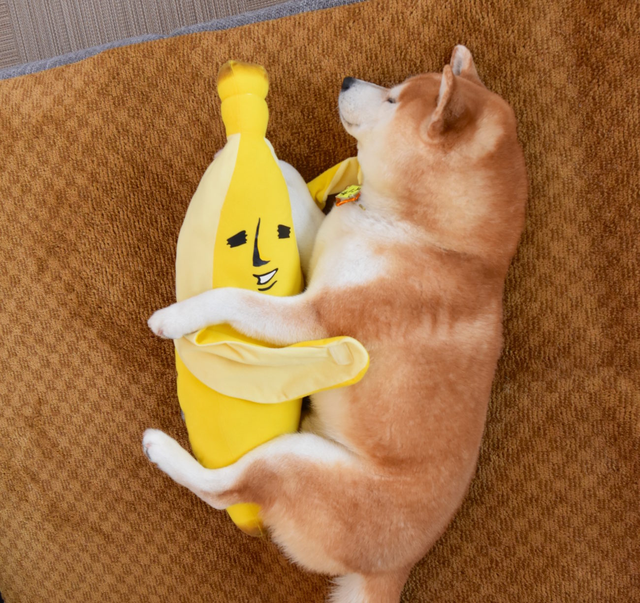 柴犬ぬいぐるみ