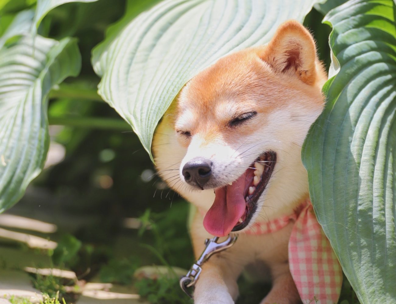 柴犬キャンプ