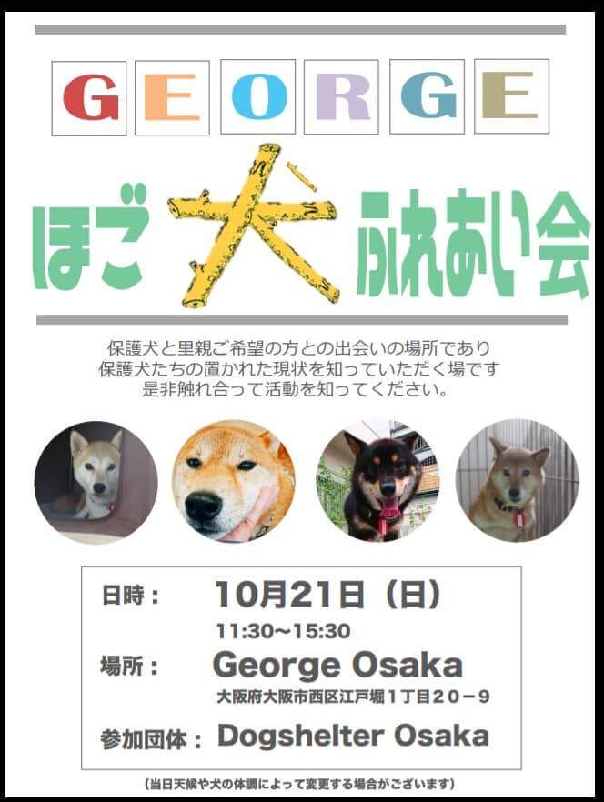 柴犬保護犬